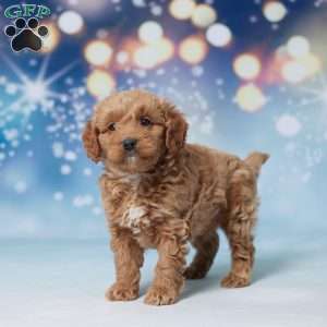 Silas, Mini Goldendoodle Puppy